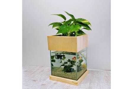 せせらぎビオトープ　20cm型基本+木枠台セット