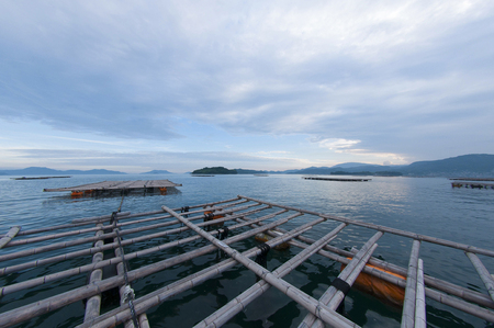 【予約商品】広島安芸津産　生牡蠣むき身700g【配達不可：離島】【配送時期:2026年3月～4月中旬】