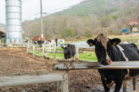カドーレ牧場手づくりジェラートセット