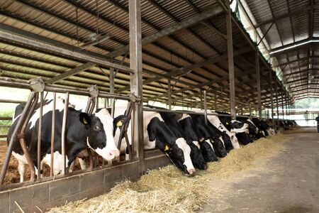 牧場しぼりたて牛乳の十夢プリンセット【配送不可：離島】