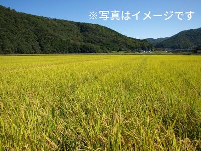 キューブ型 無洗米 恋の予感2合(300g)×6個セット ギフト 個包装 真空パック