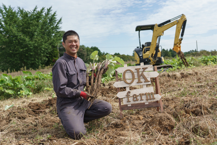 ごぼうの爽やかな香りと、バリバリ食感がたまらない【バリバリごぼう】(130g×12袋)
