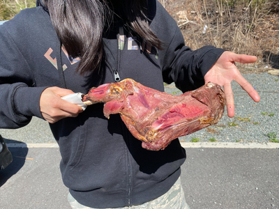 栄肉　スペシャルBBQ骨付き鹿肉