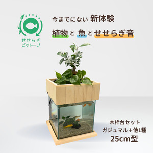 せせらぎビオトープ 25cm型基本+木枠台セット(ガジュマル+他1種)