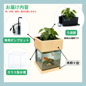 せせらぎビオトープ 25cm型基本+木枠台セット(ガジュマル+他1種)