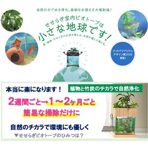 せせらぎビオトープ 25cm型基本+木枠台セット(ガジュマル+他1種)