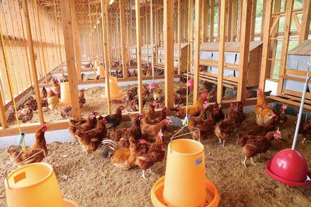 冷凍 東広島こい地鶏わっぱめし 220g×2個