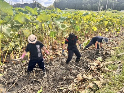 和美蓮根チップス 40g×5袋