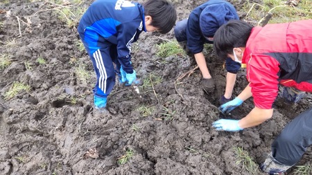 和美蓮根チップス 40g×5袋