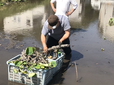 和美蓮根チップス 40g×5袋
