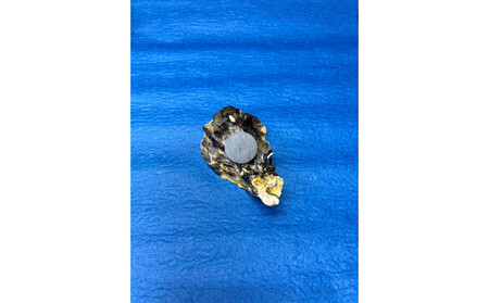 宮島が育んだ冷凍むき身600g+牡蠣殻マグネット&キーホルダー