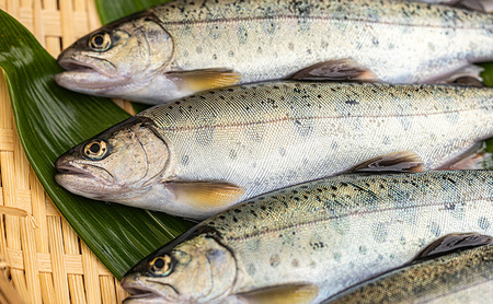 安芸高田 滝ヶ谷 やまめの炭火焼（6尾入り） 急速冷凍 魚 川魚 おかず つまみ