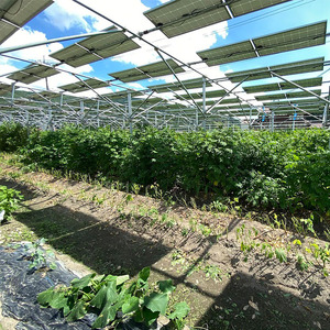 ときこばあちゃんの向原川之内 はぶ草茶 180g×1袋 茶葉 お茶 ハブ草茶 ノンカフェイン 国産 無農薬 広島 安芸高田市