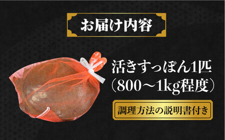 生きたまま届く最高級食材！安心安全な国産！江田島育ちのすっぽん【活き】スッポン 料理 人気 美容 健康 ギフト 広島県産  江田島市/平井興産株式会社[XAC003]すっぽんスッポン海鮮魚介類すっぽん | 広島県江田島市 | ふるさと納税サイト「ふるなび」