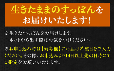 活きすっぽん1匹 すっぽん[XAC003]