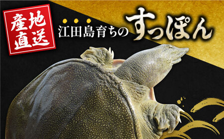 全3回定期便】【生きたまま届く最高級食材！安心安全な国産！ 江田島育ちのすっぽん 【活き】料理 人気 美容 健康 ギフト 広島県産  江田島市/平井興産株式会社[XAC007]海鮮魚介類すっぽんスッポン定期便海鮮魚介類すっぽんスッポン定期便海鮮魚介類すっぽんスッポン定期便 ...