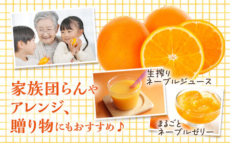 みかん ネーブル5kg みかん ネーブル[XCE003]