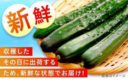 訳ありきゅうり 5kg Lサイズ きゅうり[XCA002]