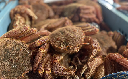 【先行予約】北海道オホーツク海産 訳あり 朝ゆで毛ガニ 2kg(冷蔵)【0712201】