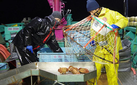 【先行予約】北海道オホーツク海産 訳あり 朝ゆで毛ガニ 2kg(冷蔵)【0712201】