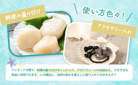 ほたて貝殻詰め合わせ【13001】