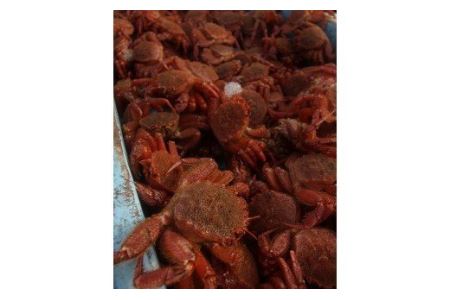 北海道雄武町産　毛がに（冷凍）(400g×2)【1240101】