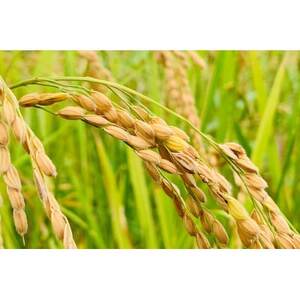 【令和7年産】コシヒカリ　白米5kg×2袋　計10kg【1441136】