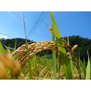 【令和7年産】コシヒカリ 玄米5kg×2袋 計10kg【1443662】