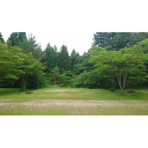 すぎまりキャンプ場 オートサイト1泊利用券(1~7名様)【ペットOK】【1524990】