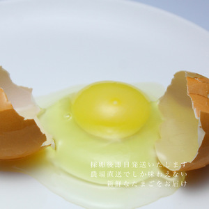 『定期便』四ツ葉農場の霜降りたまご「きみがスター」30個　全12回 YO019_003s12