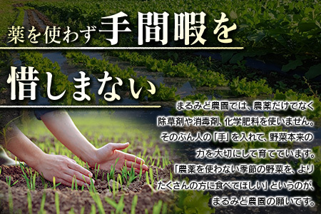 『定期便』全6回 野菜セット 詰め合わせ まるみど農園の季節のお野菜便 毎月 9種類 旬 農家直送 国産 送料無料_MA105_001s6