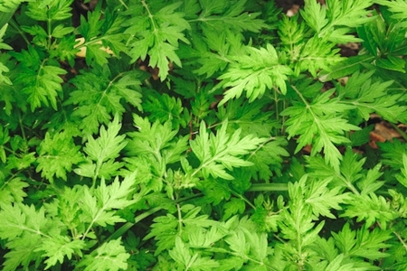 お茶 ブレンド よもぎ茶 玄米 はぶそう えごま葉 ティーバッグ 10包 和漢ハーブティー_FU035_008