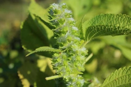 お茶 ブレンド よもぎ茶 玄米 はぶそう えごま葉 ティーバッグ 10包 和漢ハーブティー_FU035_008