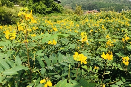 お茶 はぶ草茶 ティーバッグ 茶葉 葉だけ使用 10包_FU035_009