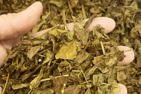 お茶 はぶ草茶 ティーバッグ 茶葉 葉だけ使用 10包_FU035_009