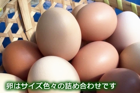 『定期便』全6回 卵 平飼い 30個 ふぁーむbuffo 毎月届く定期便_FA090_001s6