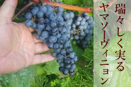 ホッコーワイナリー　山紫野（ヤマソーヴィニヨン）　KA038_016