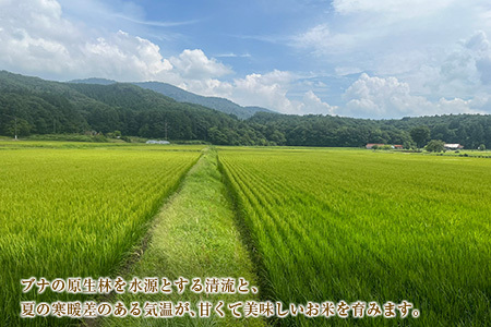 八幡高原米 風のあしあと ぶなの里　米 ミルキークイーン 精米5kg 2025年産米 米どころ北広島町のおいしいお米_BU082_001