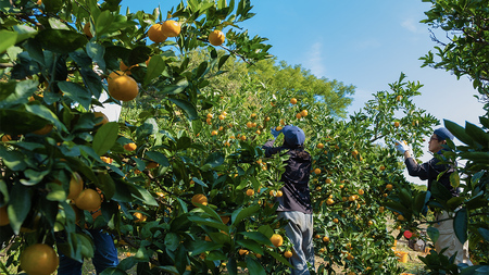 せとうちレモン 約3kg 1~2月発送