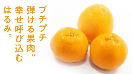 はるみ 約5kg 1~2月発送予定