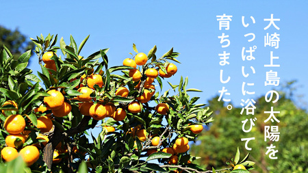 はるみ 約5kg 1~2月発送予定