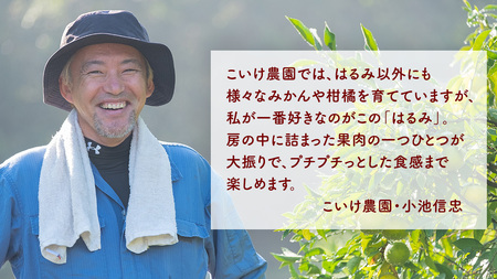 はるみ 約5kg 1~2月発送予定