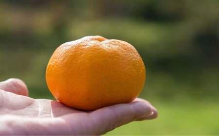 青島温州みかん 約5kg 1月下旬頃発送予定