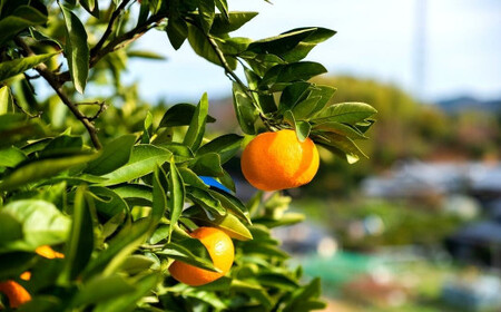 青島温州みかん 約5kg 1月下旬頃発送予定