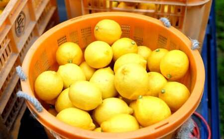 レモン 約3kg 1〜3月発送予定
