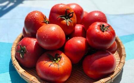 瀬戸内のフルーツトマト 3kg【 2026年4月中旬以降発送 】