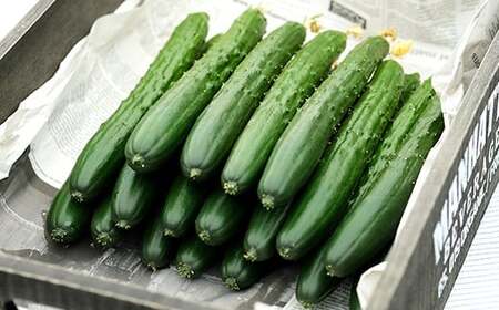 きゅうり 約3kg 【2026年9月以降発送】