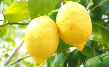 先行予約 瀬戸内レモン 約3kg [12～1月発送]