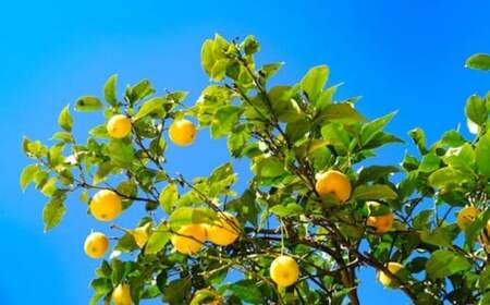 先行予約 瀬戸内レモン 約3kg [12～1月発送]