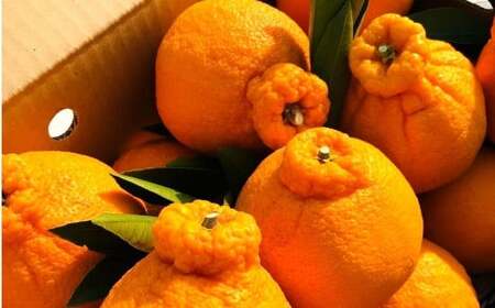 瀬戸内の不知火 3kg(10〜12個程度) 2〜4月発送